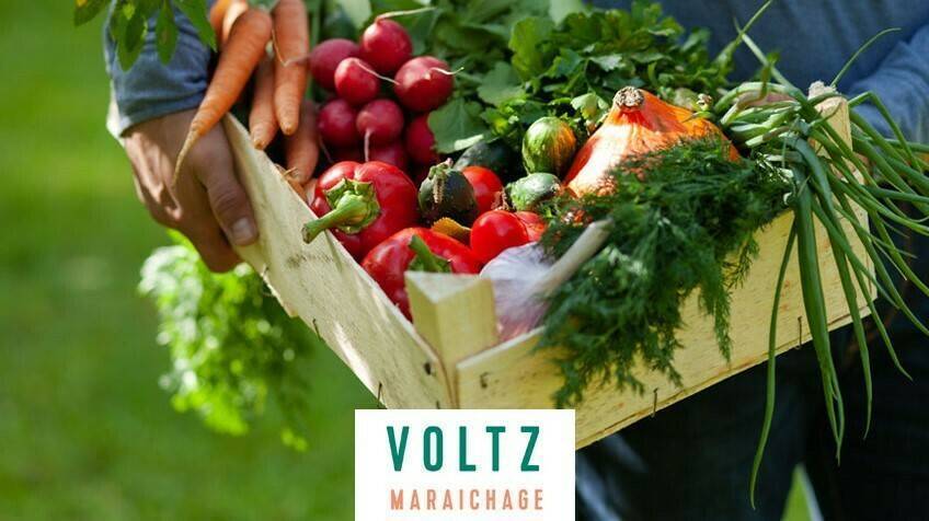voltz-maraichage-catalogos-españa-2022-2023|voltz-maraichage-catalogos-españa-2022-2023-FORTILARGERO|voltz-maraichage-catalogos-españa-2022-2023-FORTUNATO|voltz-maraichage-catalogos-españa-2022-2023-convencional|voltz-maraichage-catalogos-españa-2022-2023